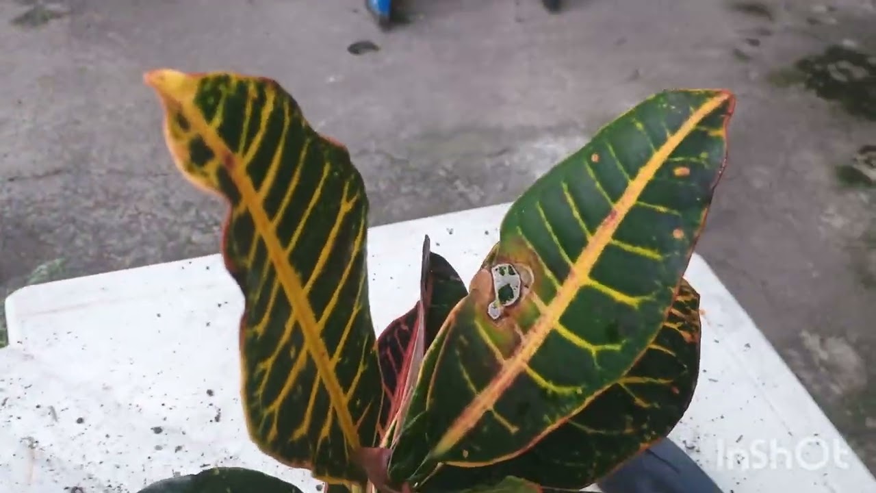 Limpeza no quintal, retirando muitas folhas secas🍂🍂