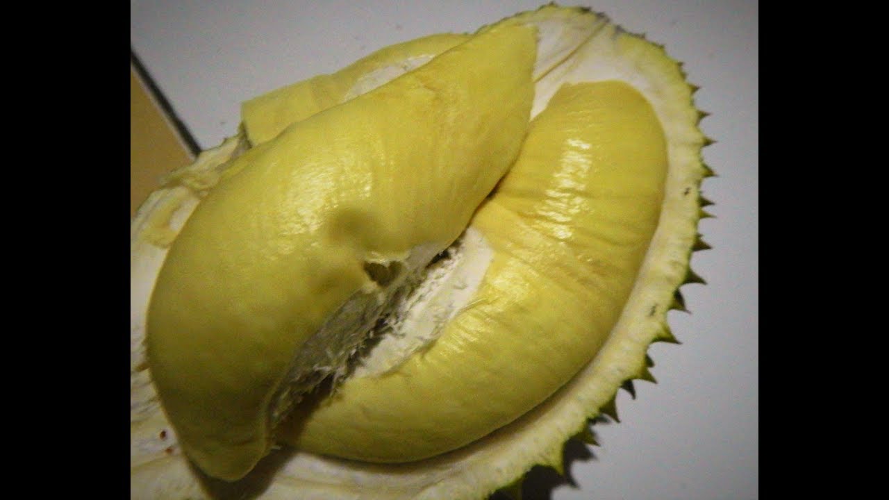 DURIAN MENOREH (MANIS) MELEDAK-LEDAK | BIBIT - PALING DIBURU
