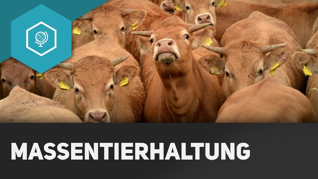 Massentierhaltung: Vorteile, Nachteile und Folgen - Landwirtschaft in Industrieländern 6