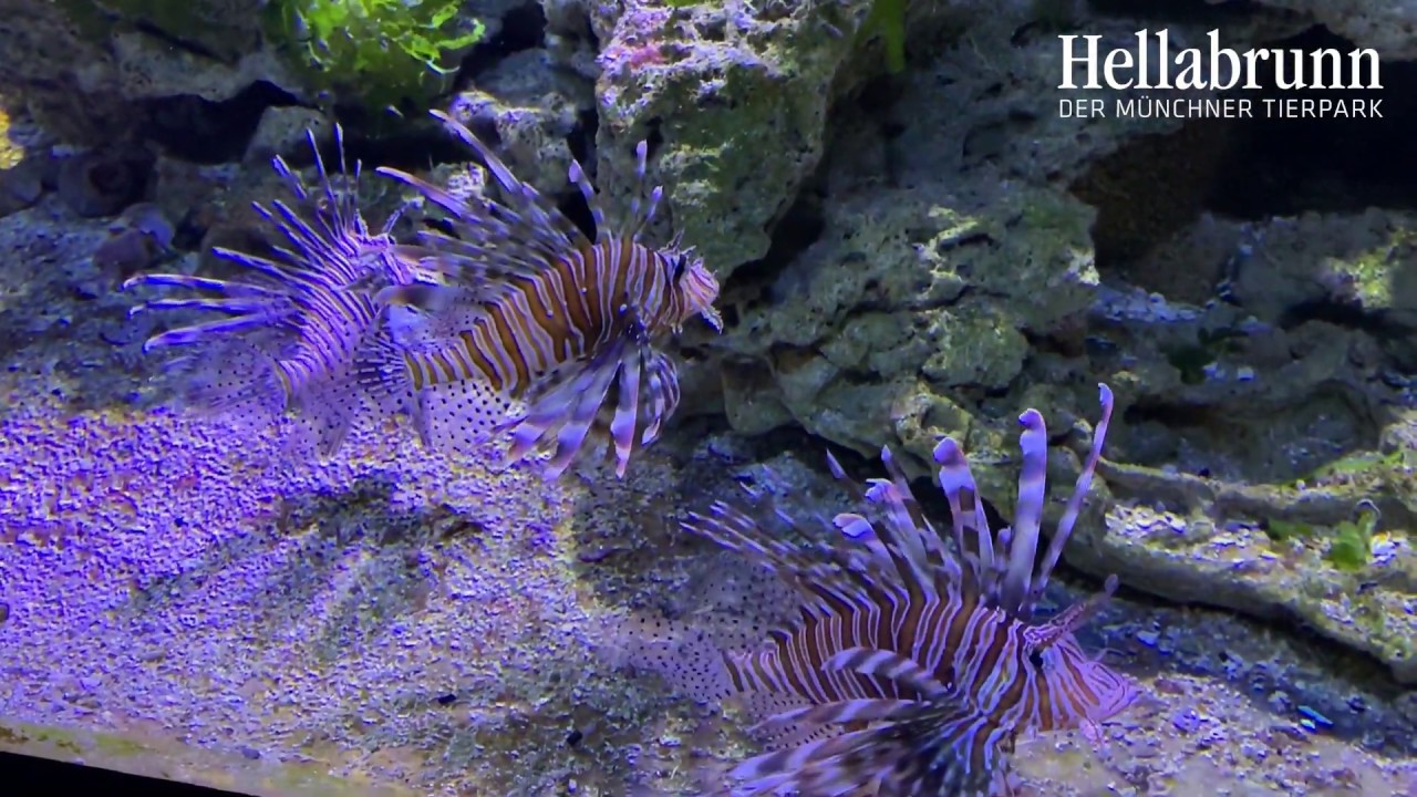 Pazifische Rotfeuerfische im Aquarium des M&uuml;nchner Tierparks Hellabrunn