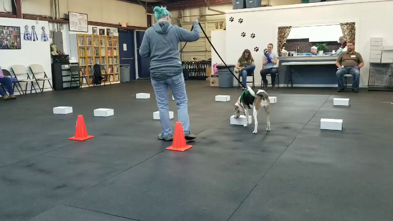 Bean's First AKC Scentwork Trial! Day 1