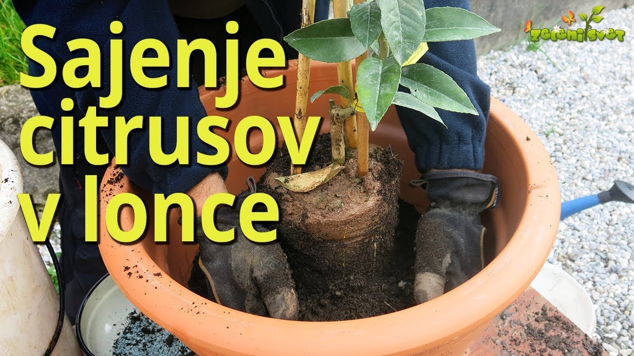 Sajenje citrusov v lonce