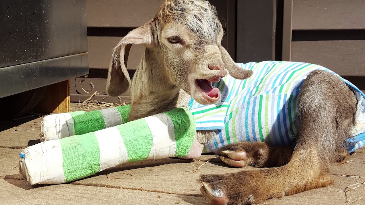 Goats of Anarchy - Meet Miles!