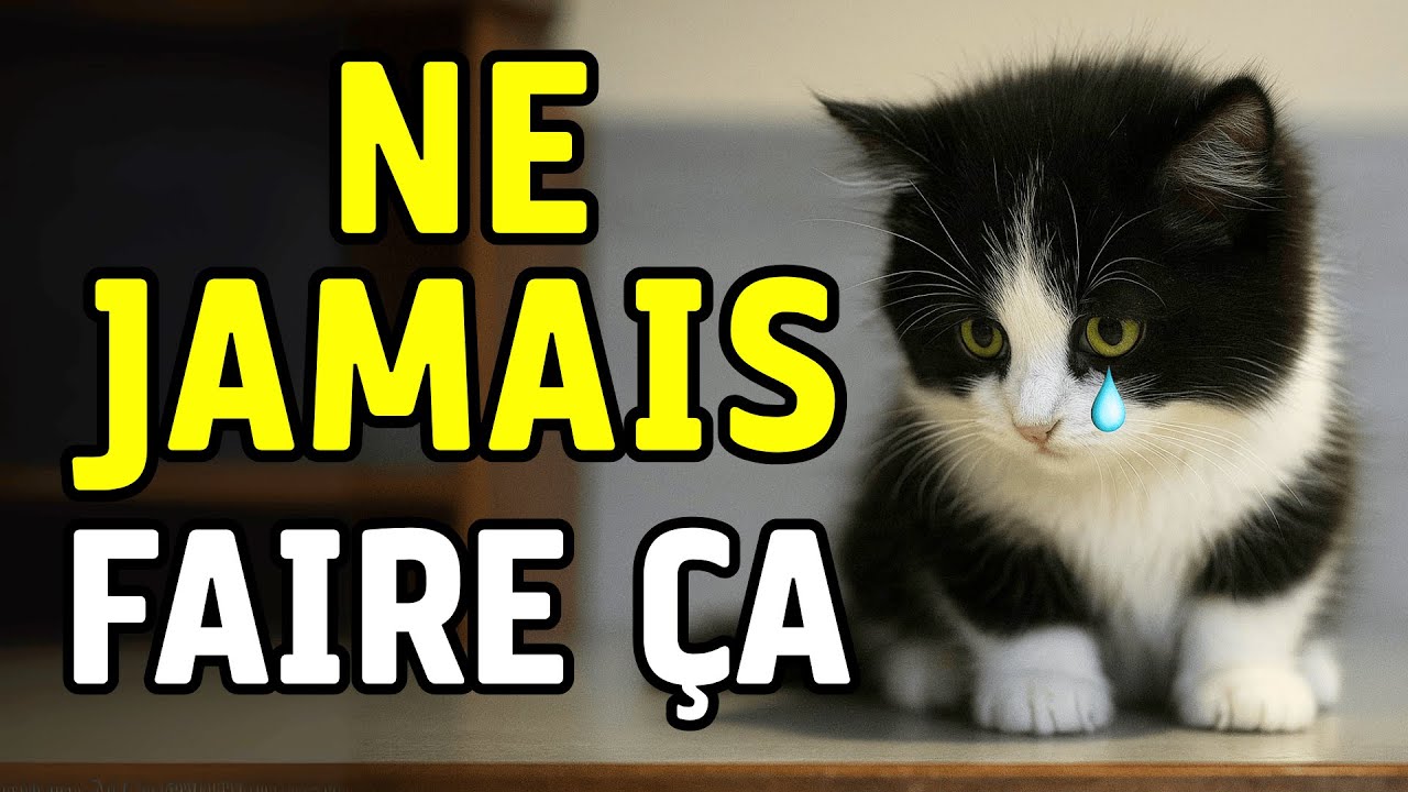 10 choses qu'un chat ne pardonnera JAMAIS la numéro 4 va vous surprendre