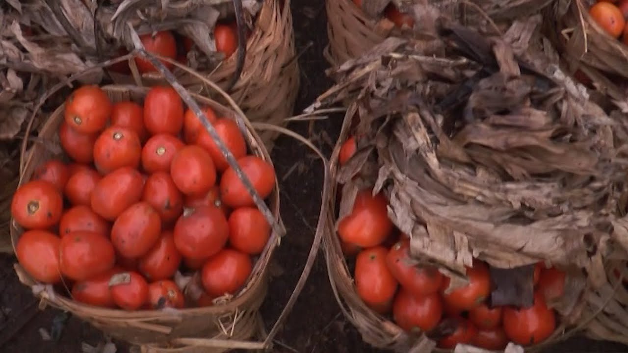 FROM HIGH TO LOW: TOMATO PRICES CRASH IN WEEKEND RUSH - EQUINOXE TV