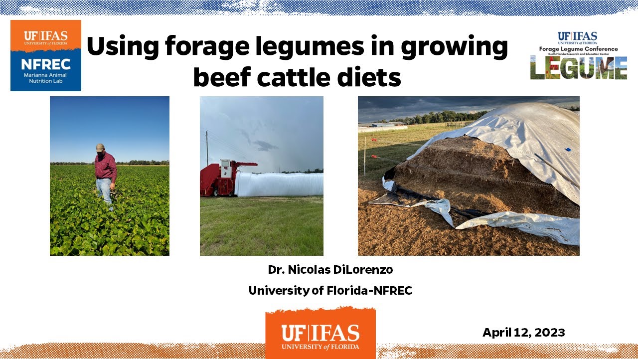 4   Using Forage Legumes in Growing Beef Cattle Diets