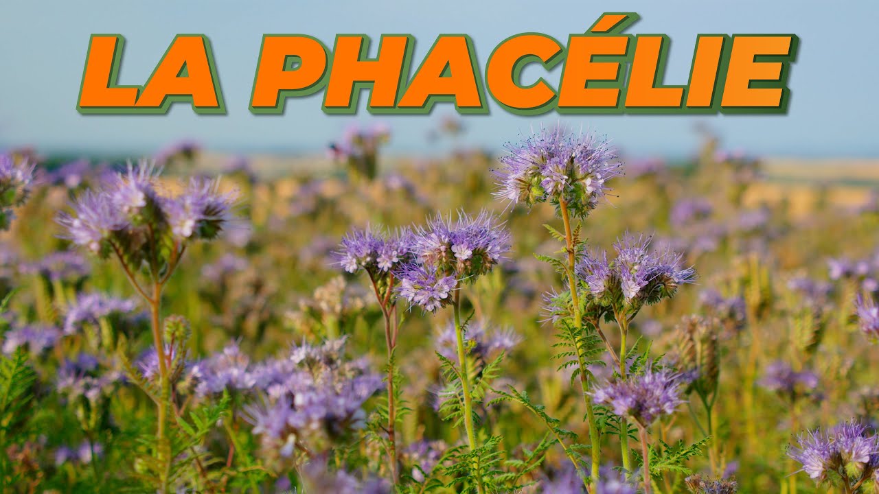 LA PHACÉLIE : UN ENGRAIS VERT POUR LE POTAGER - Que Faire Dans Mon Jardin ? Semaine 40