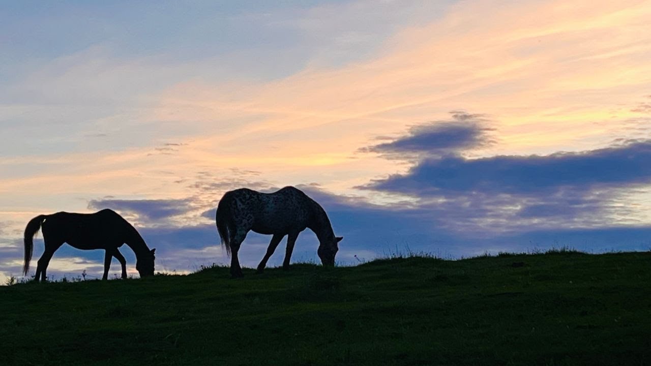 Happy Horses 🍂 🐴 Herbstmomente auf der Pferdefarm
