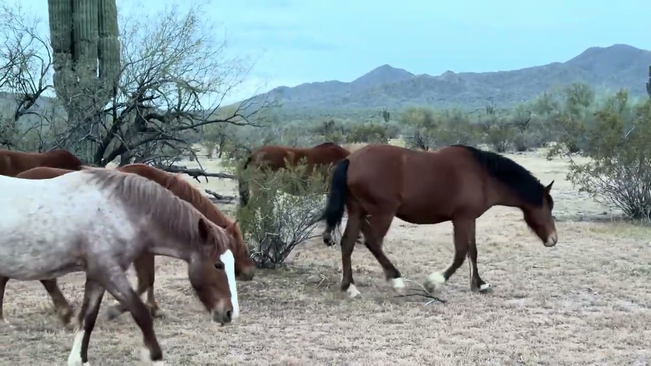Salt River Horses 