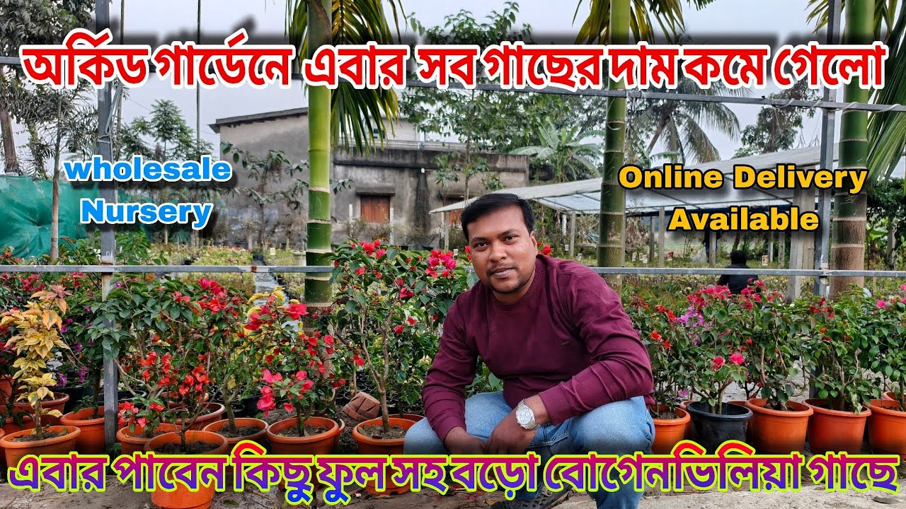 গাছের দাম এতো কম করে দিলো‌ এবার ফুল সহ বোগেনভিলিয়া গাছ পাবেন / Orchid Garden Nursery 