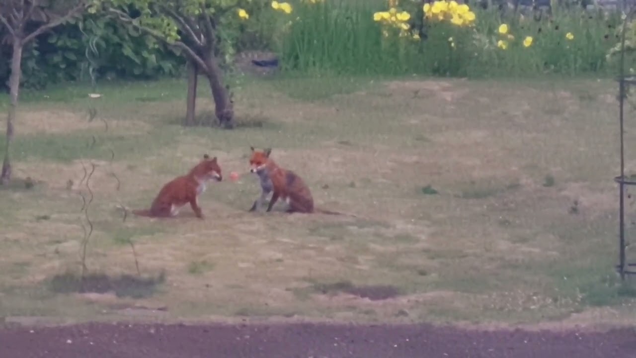 Frolicking Foxes 🦊🦊