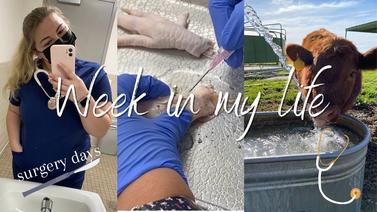 WEEK IN MY LIFE AS A VET NURSE STUDENT | Surgery day, wound care, interning