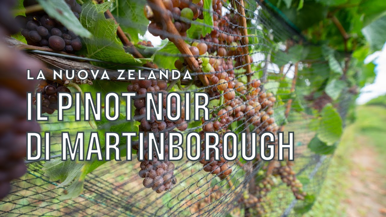 Il Pinot Noir di Martinborough | Tannico Flying School