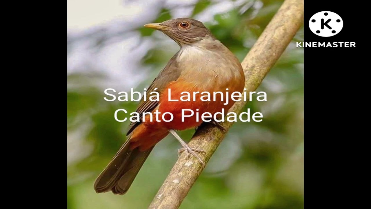 sabiá Laranjeira canto Piedade para encarte