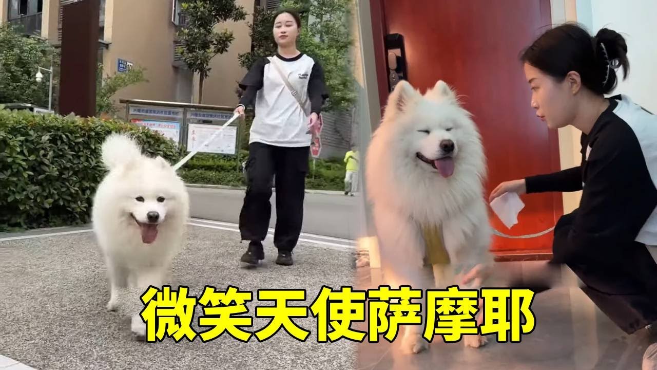 上门带狗子去医院检查，终于知道萨摩耶的弃养率为什么会这么高了！#狗子成精了 #萌宠出道计划 #萌宠