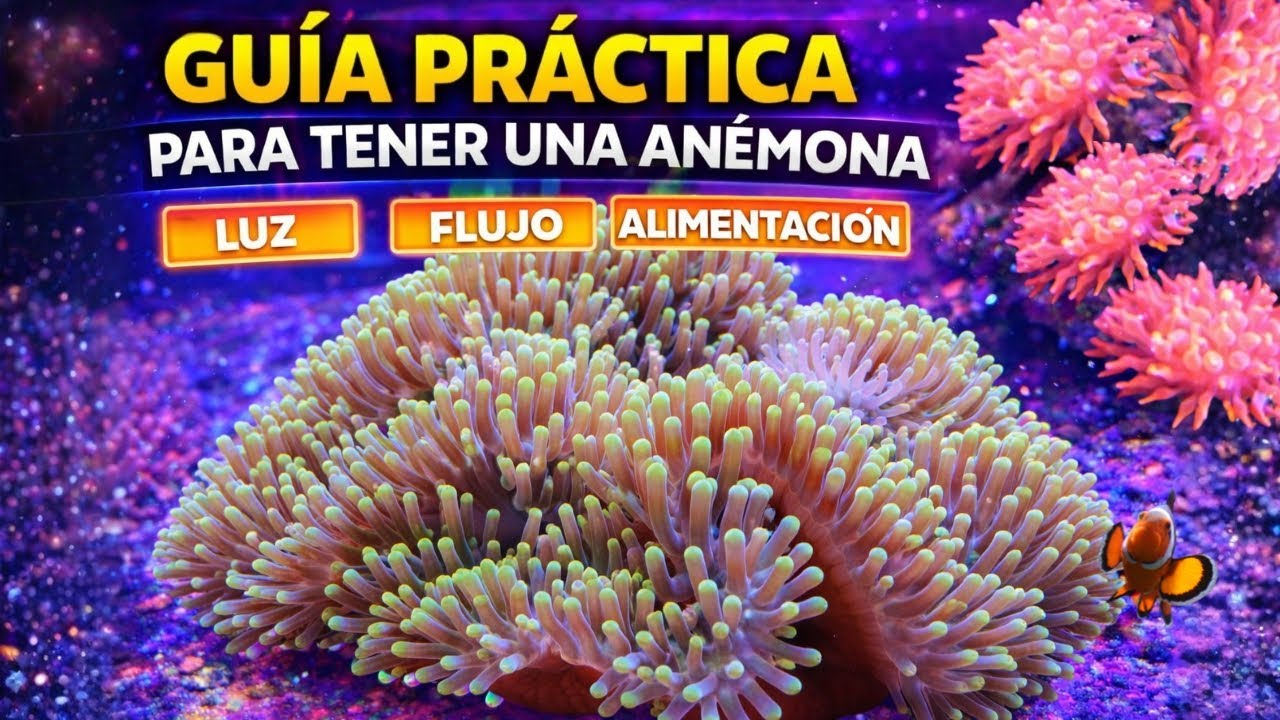 TODO el CONOCIMIENTO que necesitas para tener ANÉMONAS en tu acuario!!!!