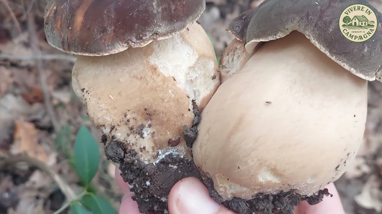 Funghi Porcini Giganti nel querceto in Calabria / Novembre 2025 (Boletus aereus) Porcini mushrooms