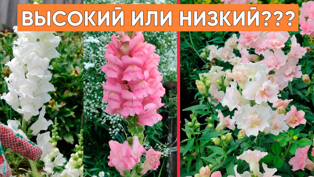 А какой львиный зев выбираете вы??? Высокий или низкой. Обзор красивого, махрового львиного зева