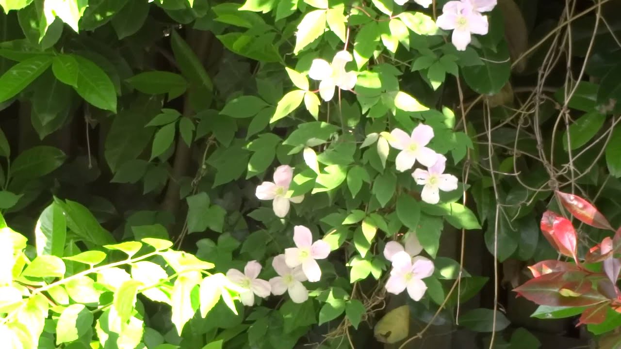 Sony QX10 lens video test