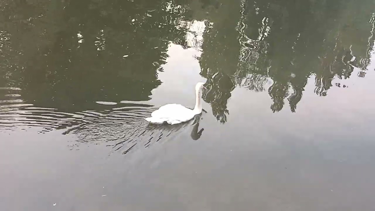 Abingdon on Thames - Following Swans