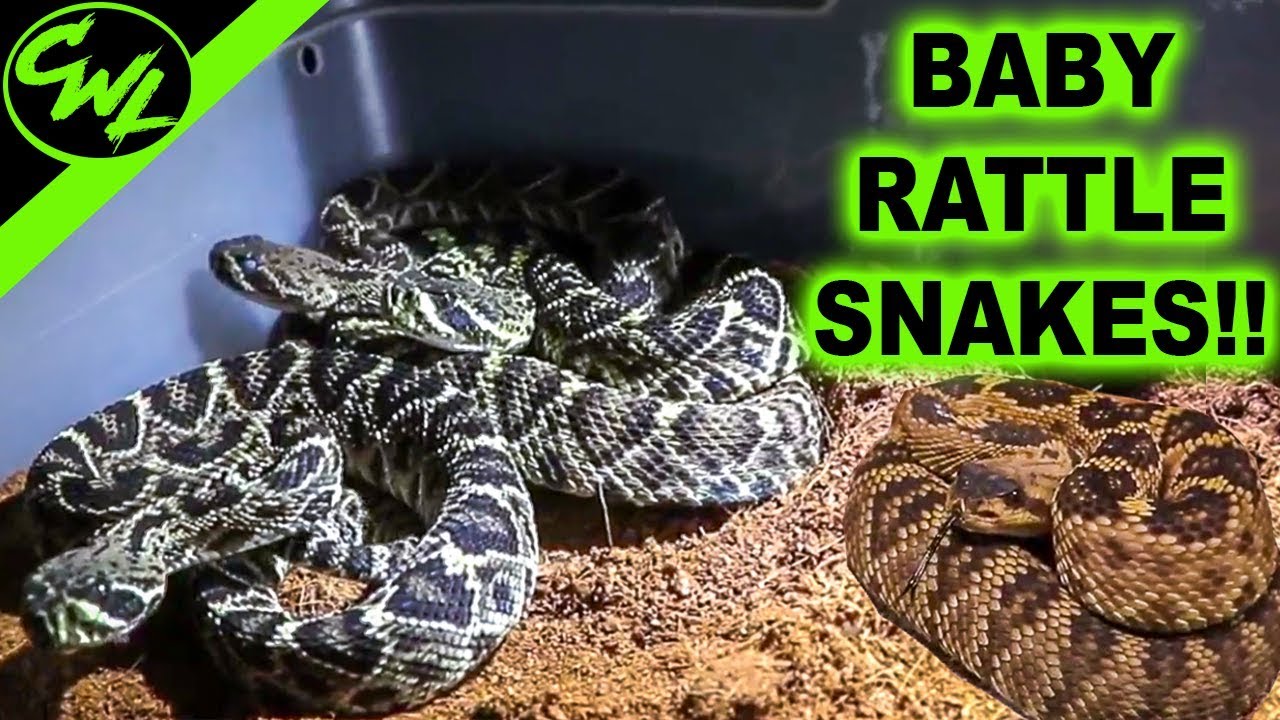 BABY RATTLESNAKES!!!!