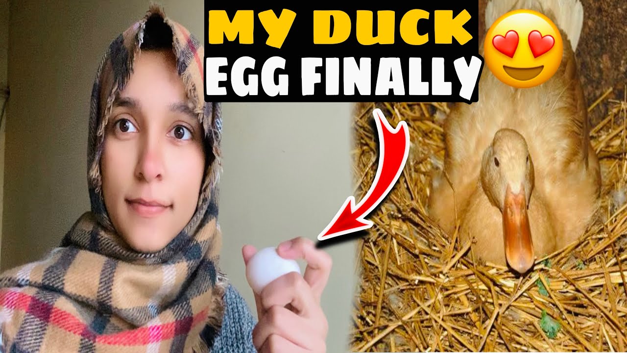 😍Finally My Duck Egg 🤗❤️| Murgay Nay Hath Par Khat Liya🫤| GhulamZahra | ChotuGang#ghulamzahraa 
