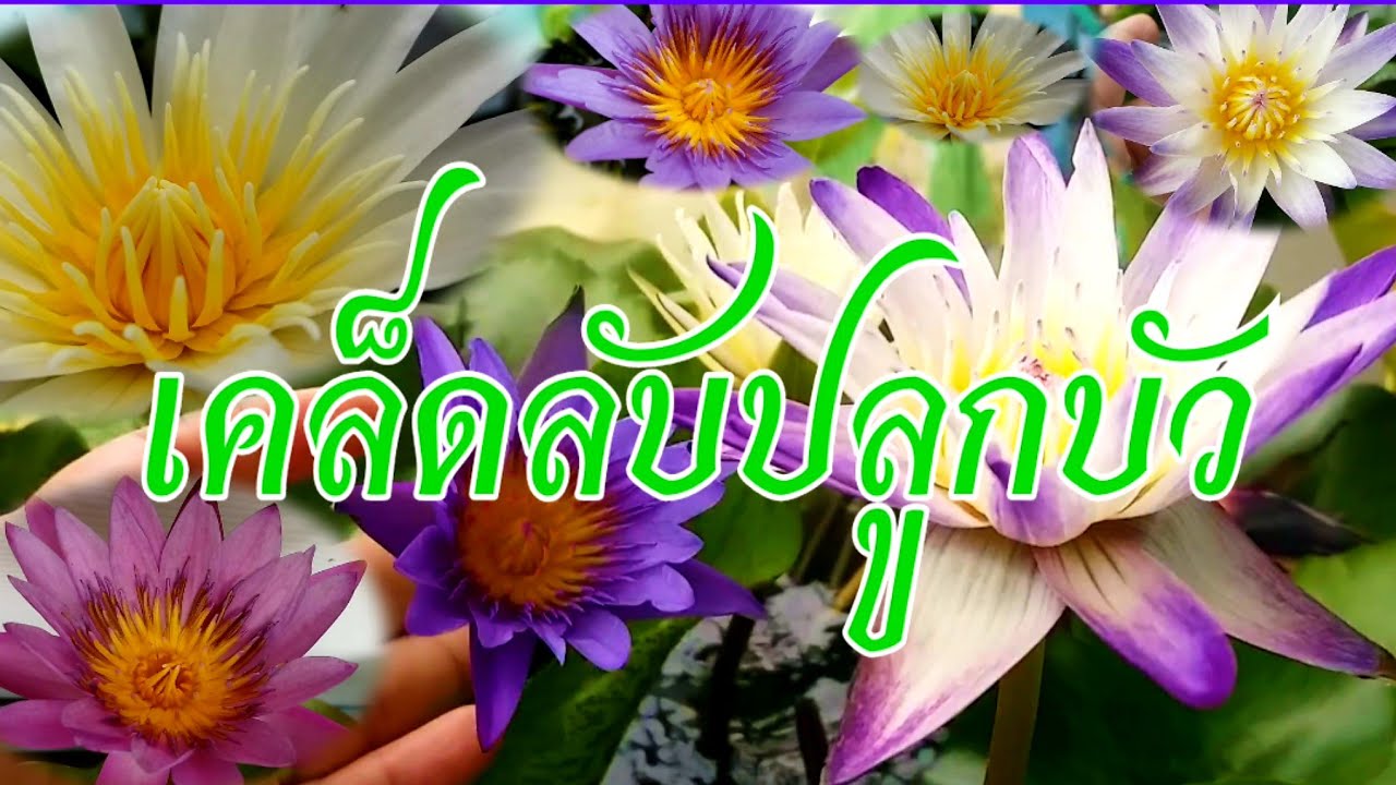 วิธีการปลูกบัวให้ดอกเยอะออกดอกตลอดปีน้ำใสทันทีที่ปลูกดูการเลี้ยงปลาในอ่างบัวและวิธีทำปุ๋ยบัวใช้เอง