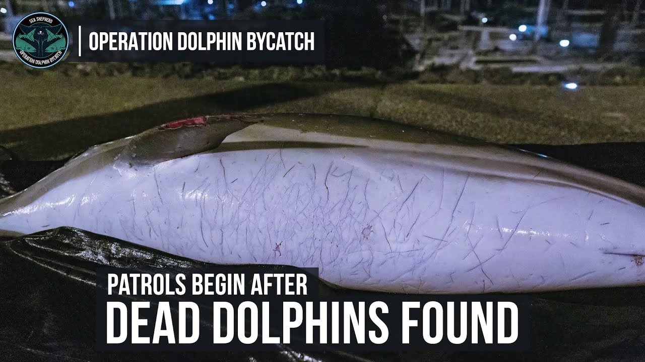 Dead Dolphins on the French Coast: Sea Shepherd France Begins Patrols