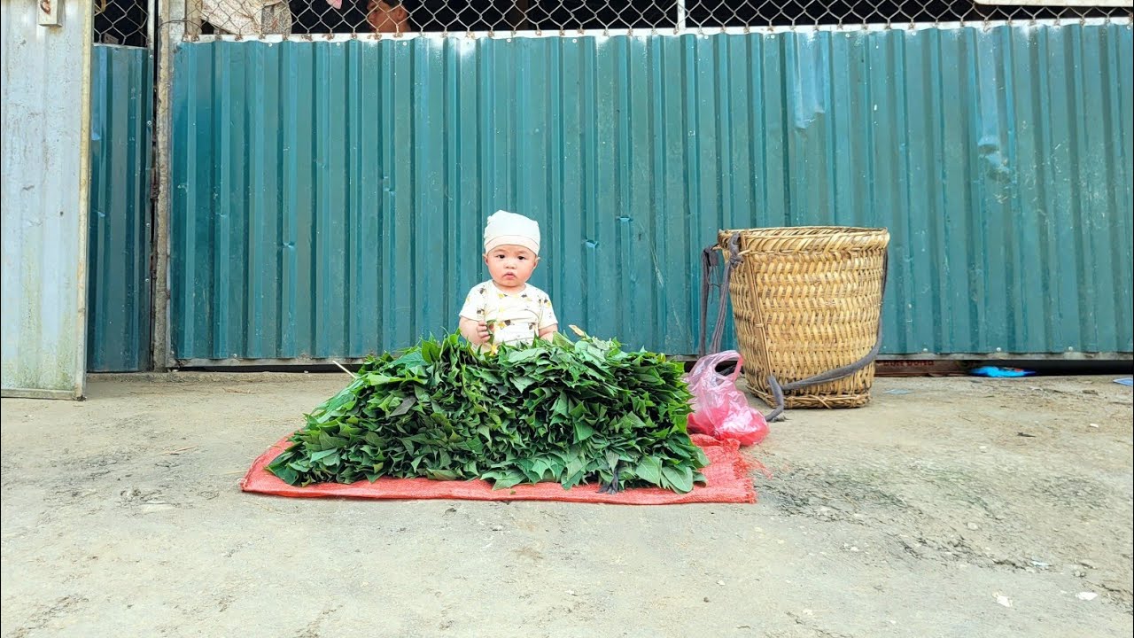 A poor father and son harvest cassava leaves to sell to buy food | Nông Thôn