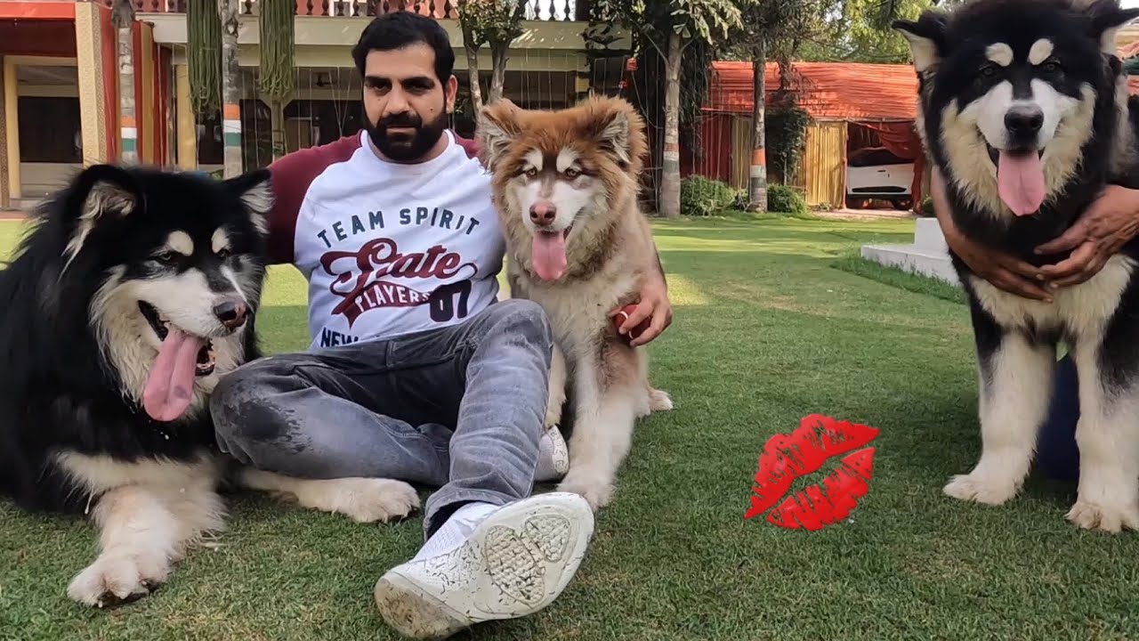इंडिया के सबसे अच्छे Alaskan Malamute देखकर मज़ा आ Jaayega 😱😱