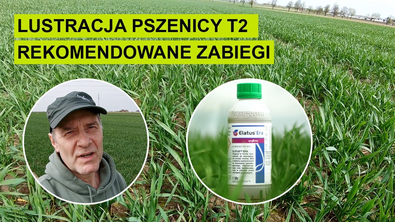 Pszenica - lustracja T2 i skuteczne zabiegi ochrony liścia flagowego