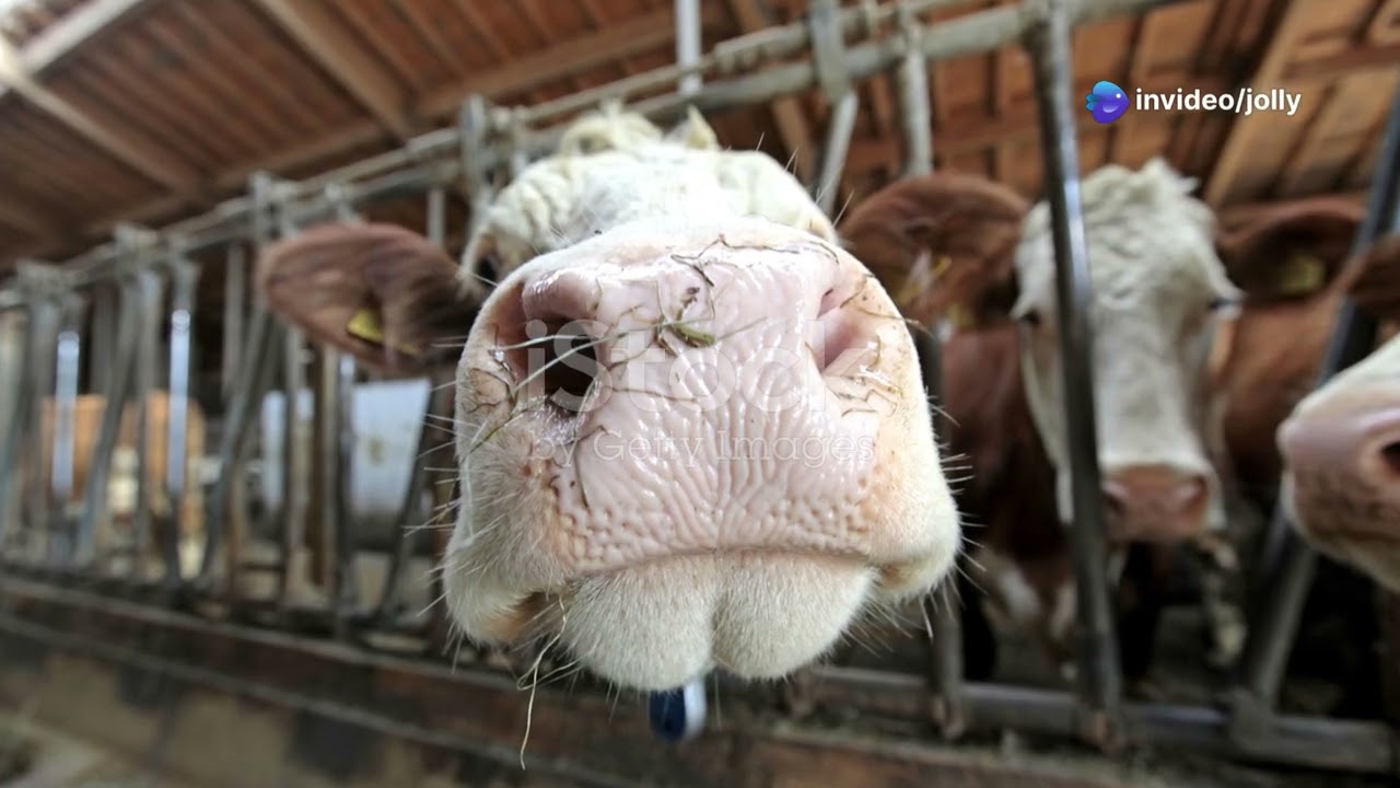 Miracle of Life  Freshian Cow Gives Birth