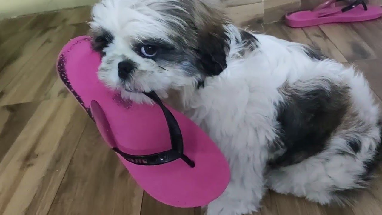 SHIRO The Most Stubborn THIEF || Not Guilty😎🤪