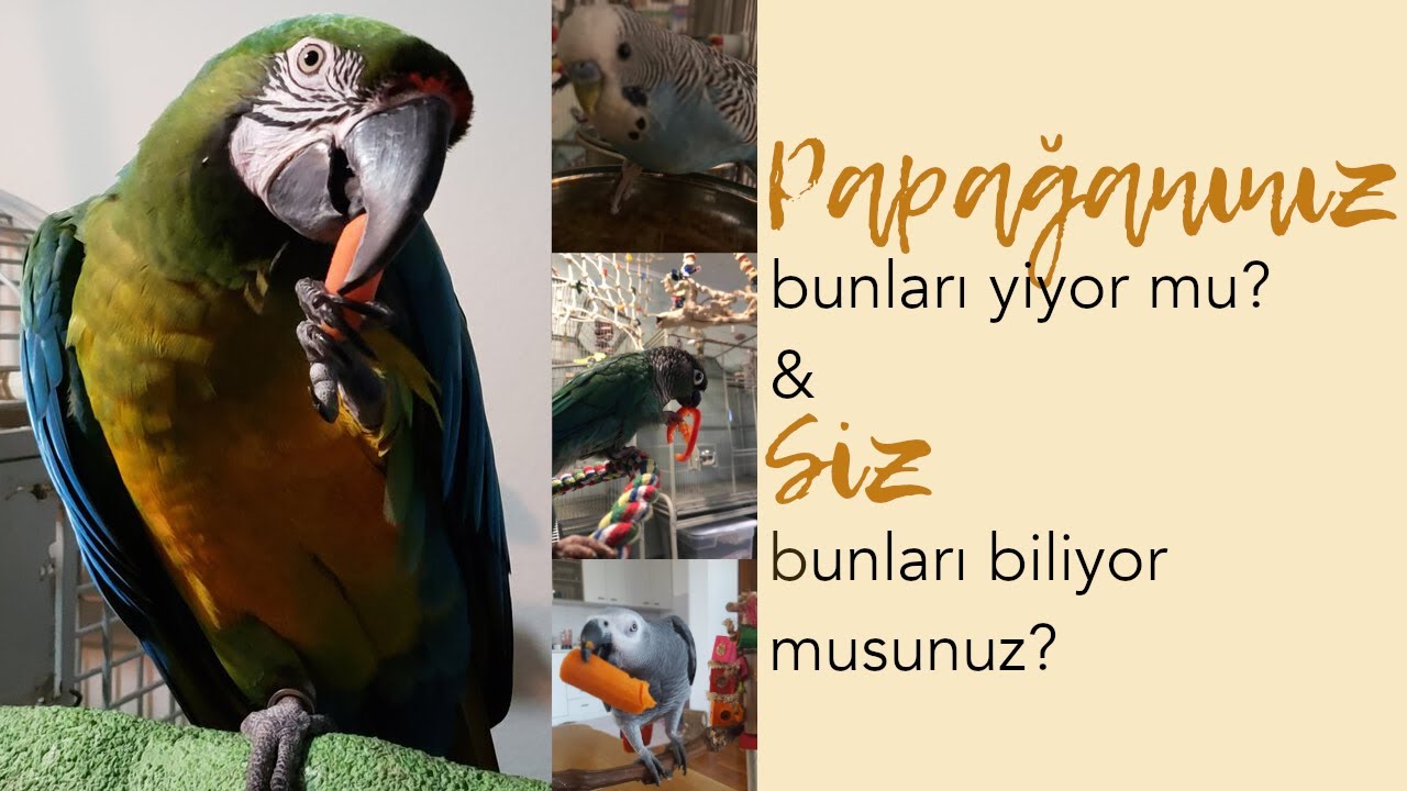 Papağanlar Ne Yer, Ne ile Nasıl Beslenir｜Neden Önlerine Tüm Gün Yiyecek Koymamalıyız Hakkında Bilgi
