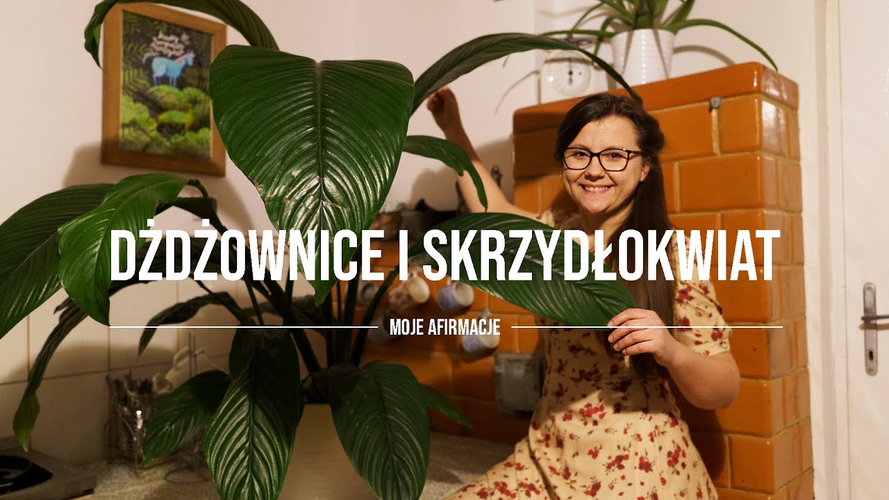 Vlog 26 | Hodowla dżdżownic kalifornijskich w domu, skrzydłokwiat sensation i ciut porządków