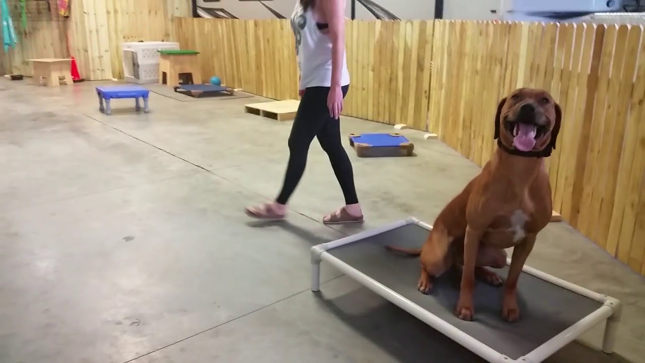 Grover - 1yr old Rhodesion Ridgeback - Dog Training Omaha, Nebraska - Off Leash Training