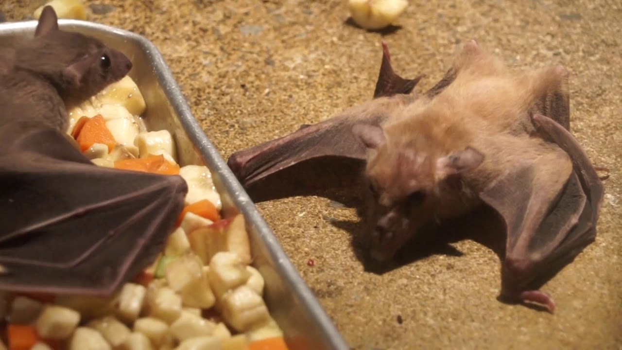 エジプトルーセットオオコウモリのお食事風景　天王寺動物園　2019.5.29