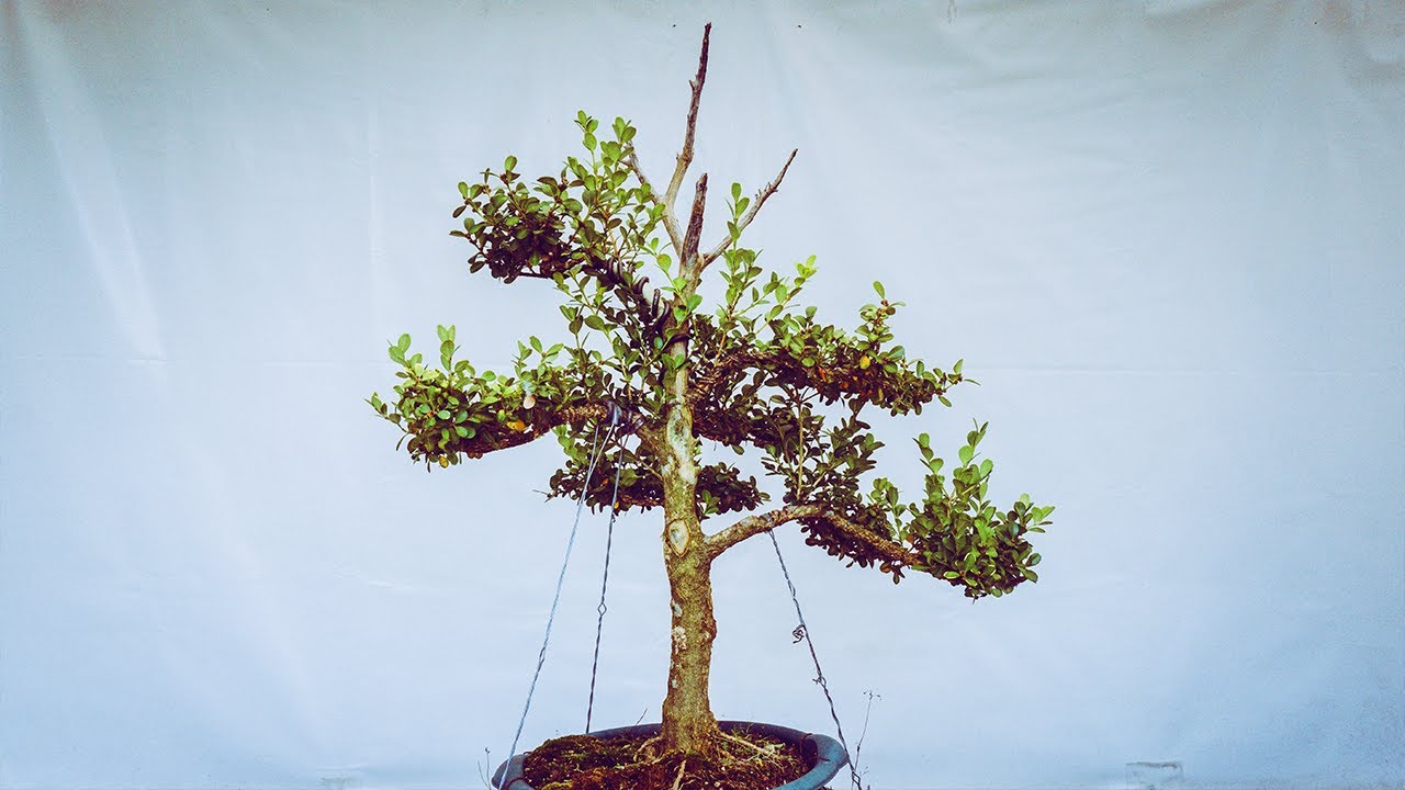 Actualización Que Hago? Nº5 - Buxus Microphylla