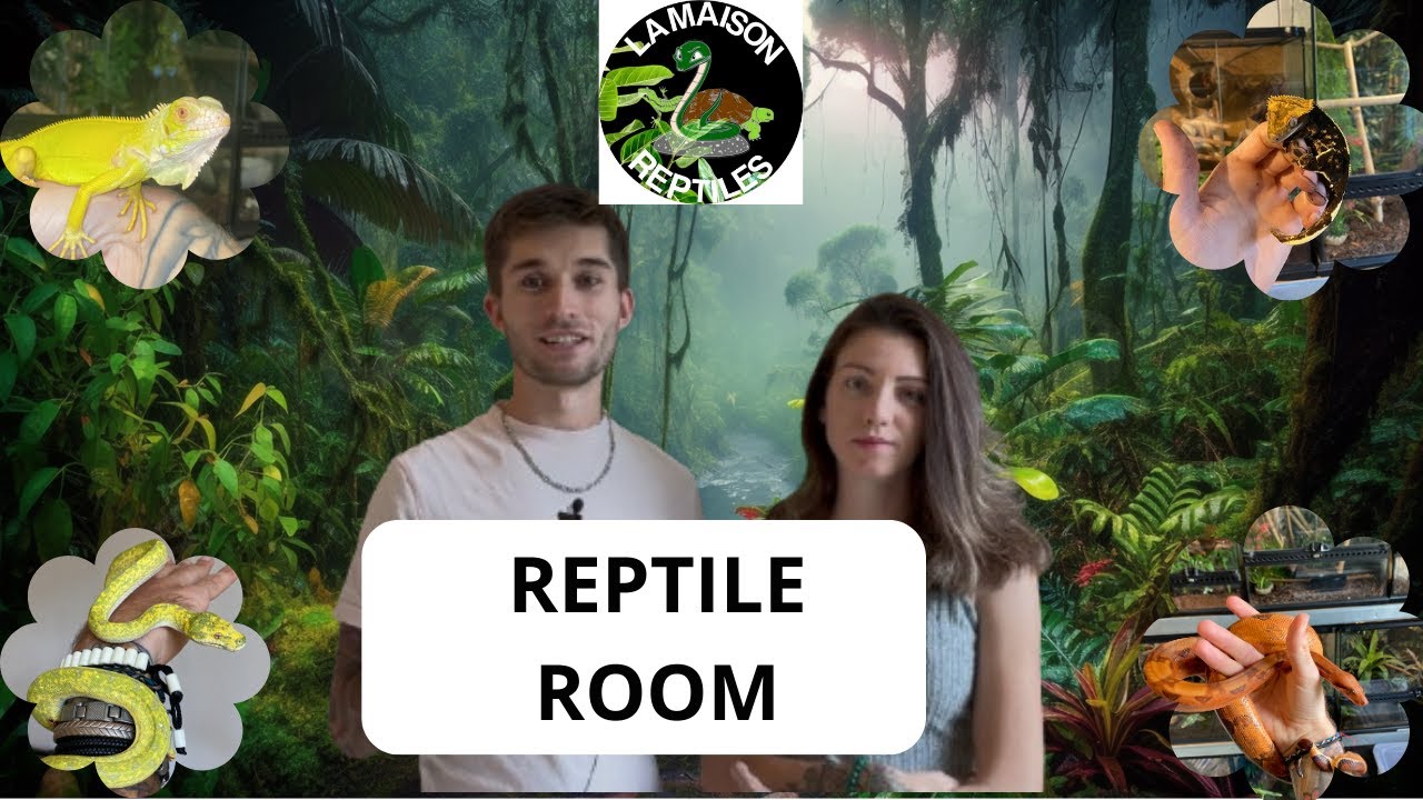 On Vous Présente Notre Reptile Room ! Découvrez Notre Univers