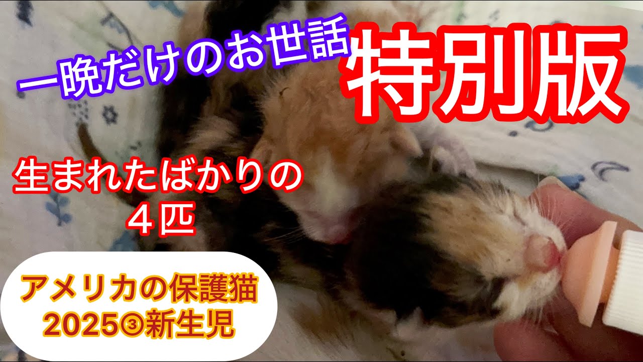 １晩限定　生まれたばかりの子猫たち
