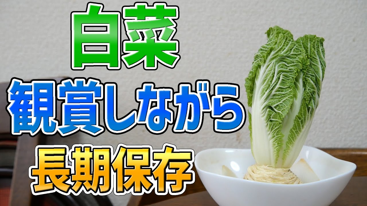一番合理的な白菜の保存/保管方法