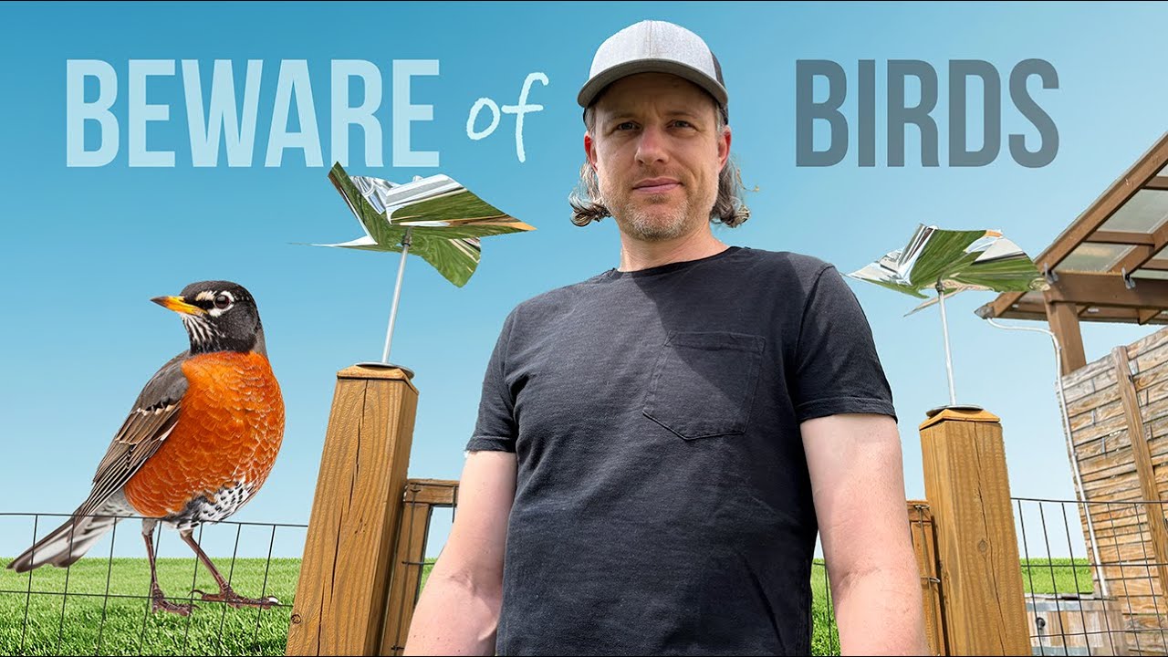 Three Ways to Keep Birds Out of Your Yard