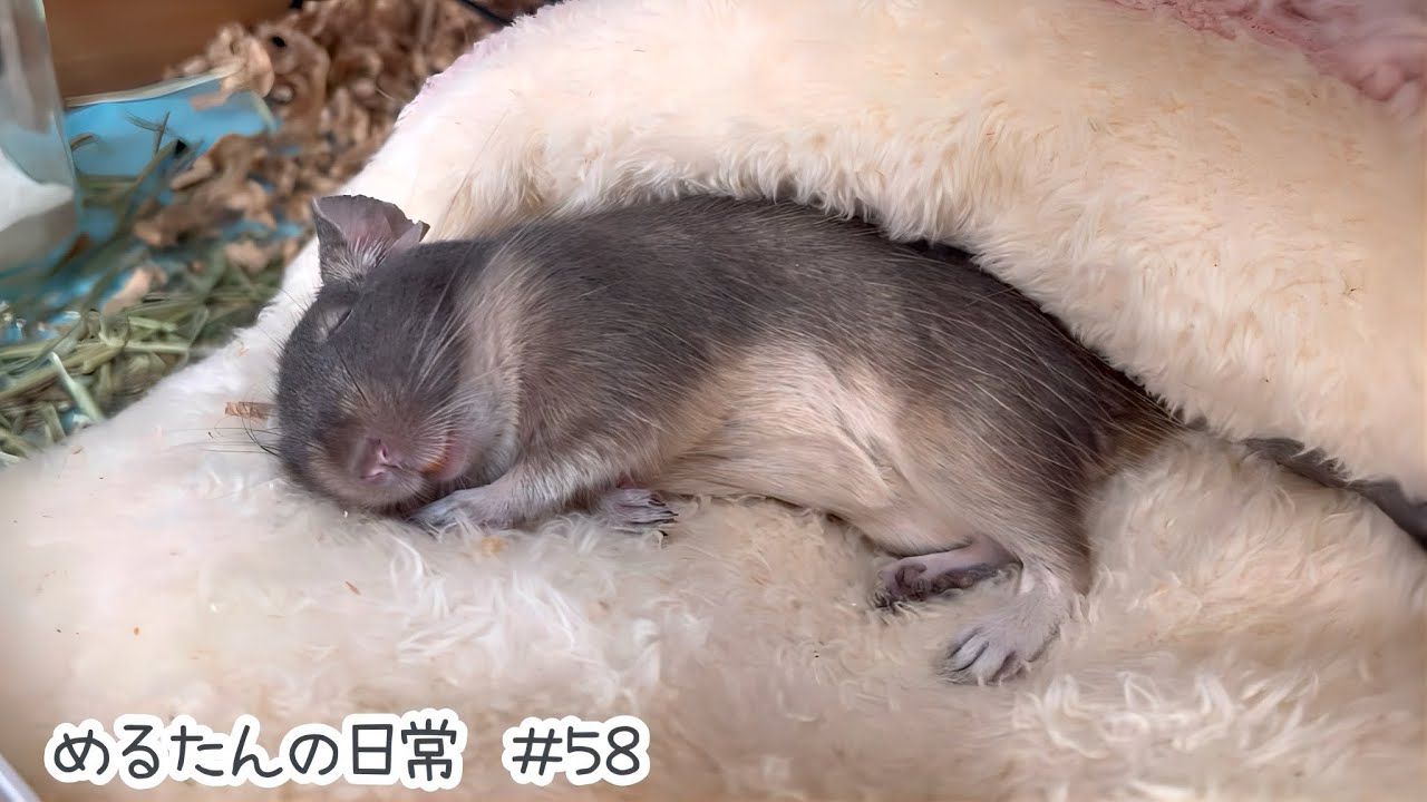無防備な姿でくつろぐデグー【デグーの日常#58】