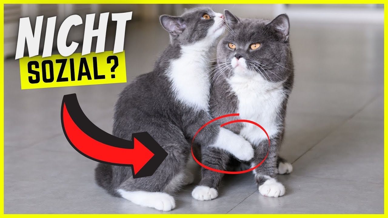 Katzen, die alleine gehalten werden können? DAS musst du wissen!