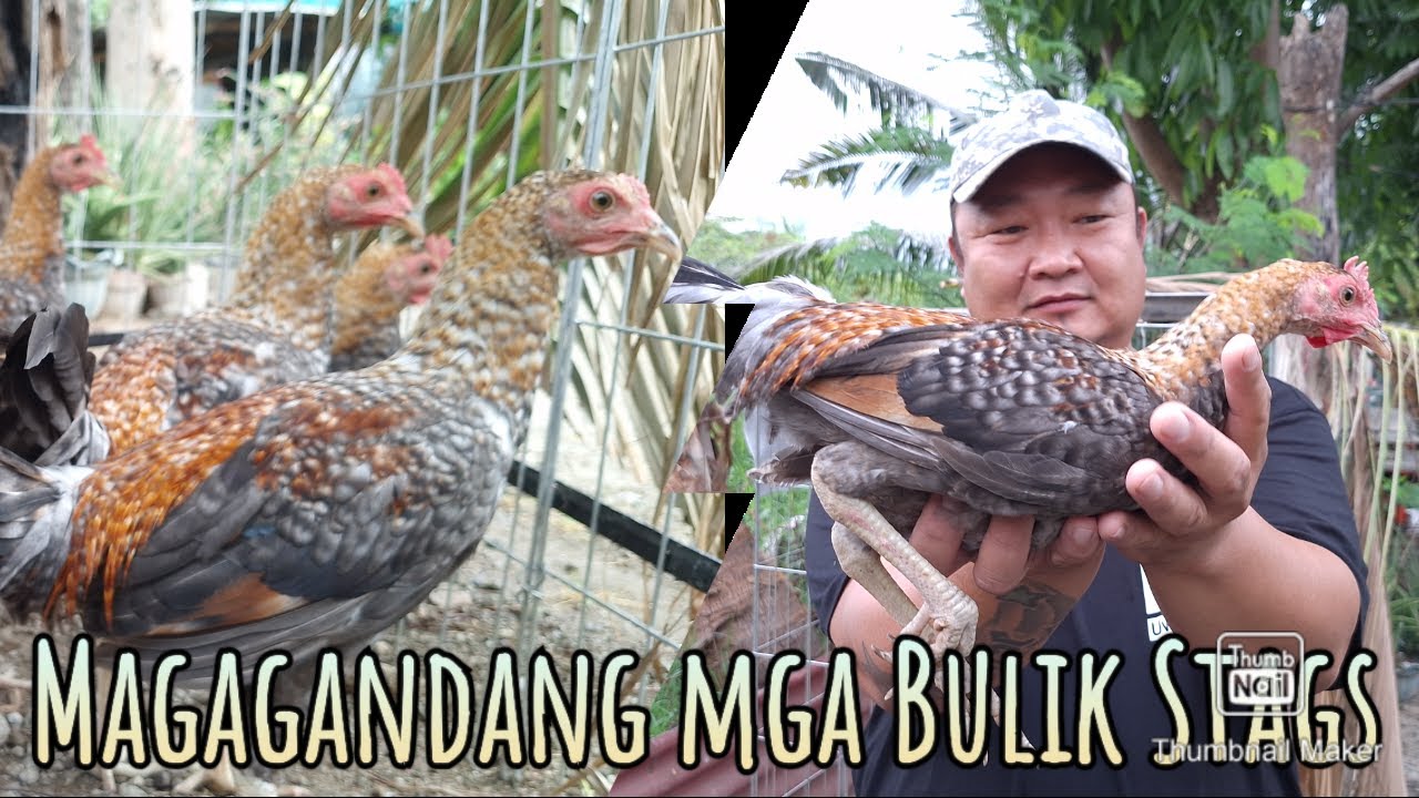 Mabilis at maganda ang pag laki ng mga Bulik