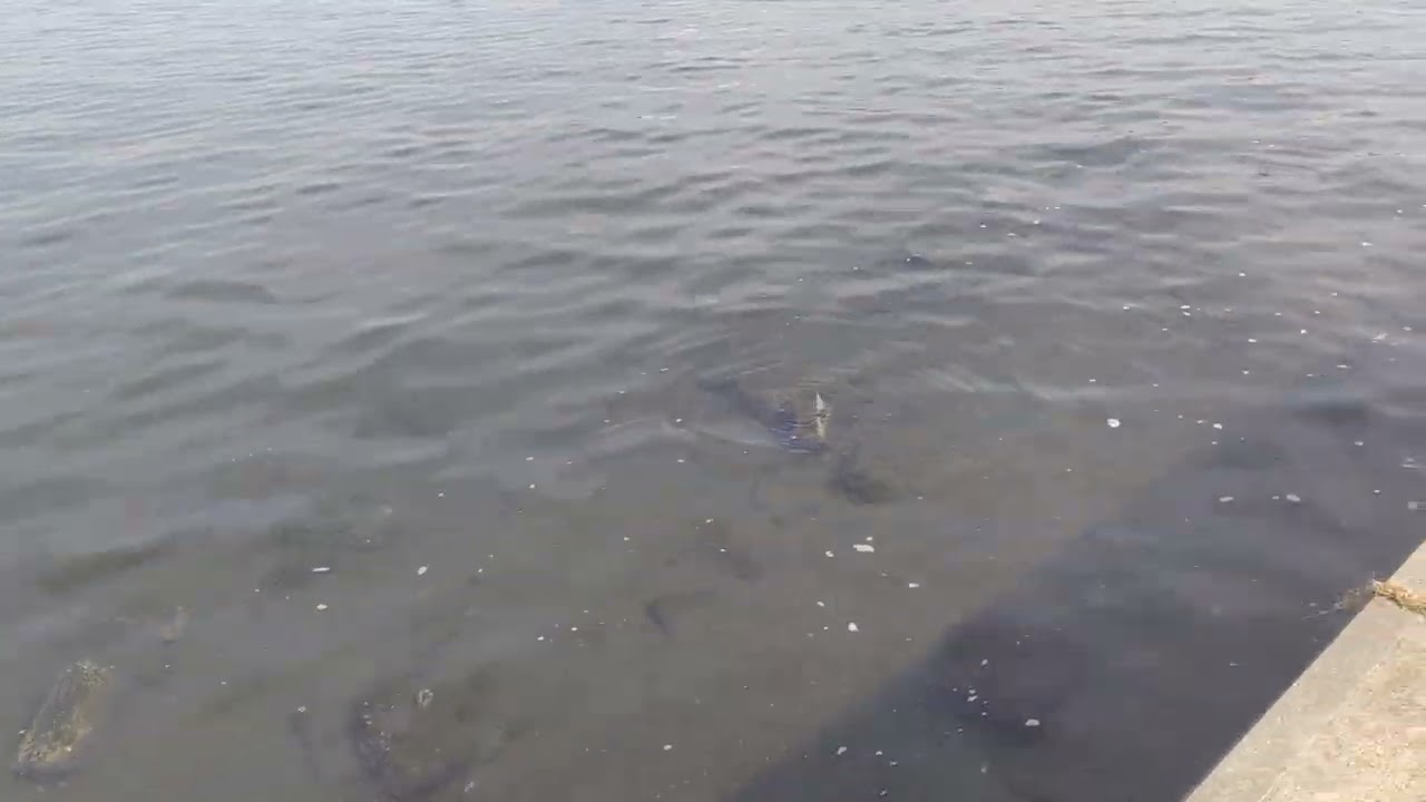 多摩川スカイブリッジを見ながら河川敷を散歩する風景