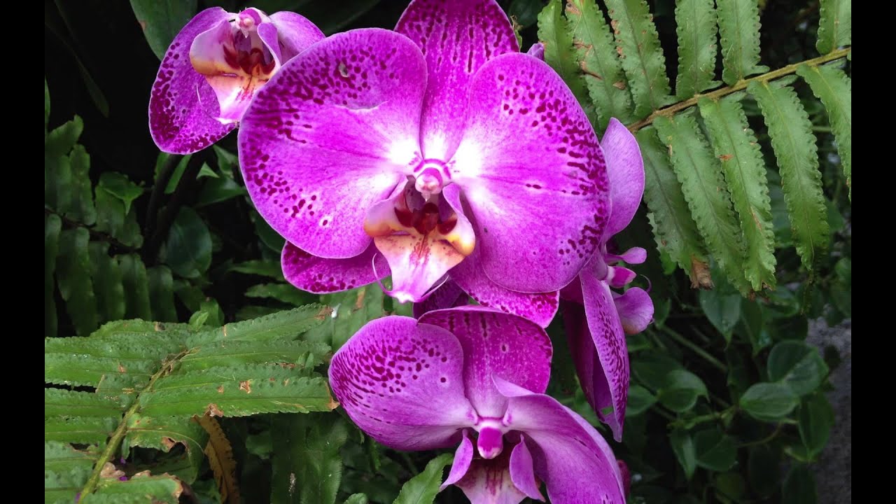 Orchid Mania HD 1080p