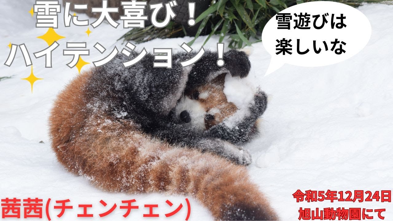 茜茜が雪に大はしゃぎ！
