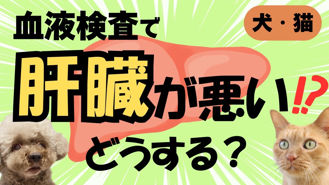 【血液検査で異常！？】肝臓の数値が高い！　肝臓病？　緊急？　検査・治療は必要？　ご飯・フードを変える？　疑問・不安を解決！　【獣医師・愛玩動物看護師・犬・猫・動物病院・ペット・肝酵素・健康診断】