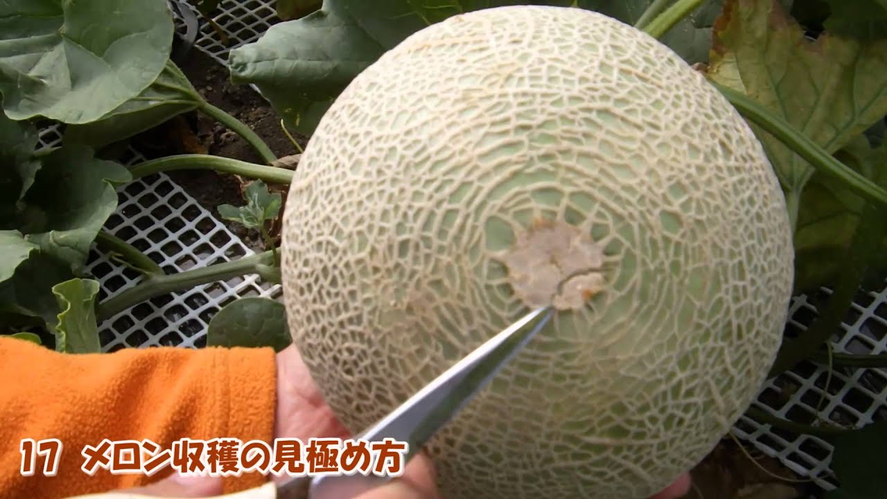 【17】メロン収穫の見極め方・判断・判定方法:寺坂農園 北海道 富良野